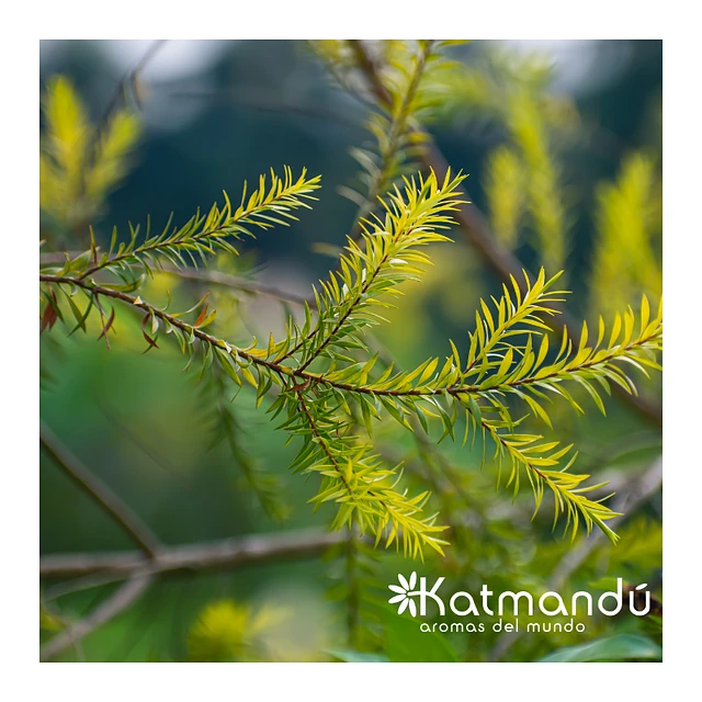 arbol de té planta