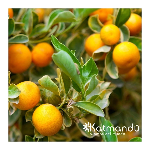 planta mandarina